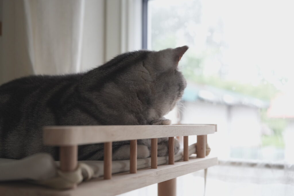 キャットタワーで外を眺めるアメリカンショートヘアの猫ぽぽ