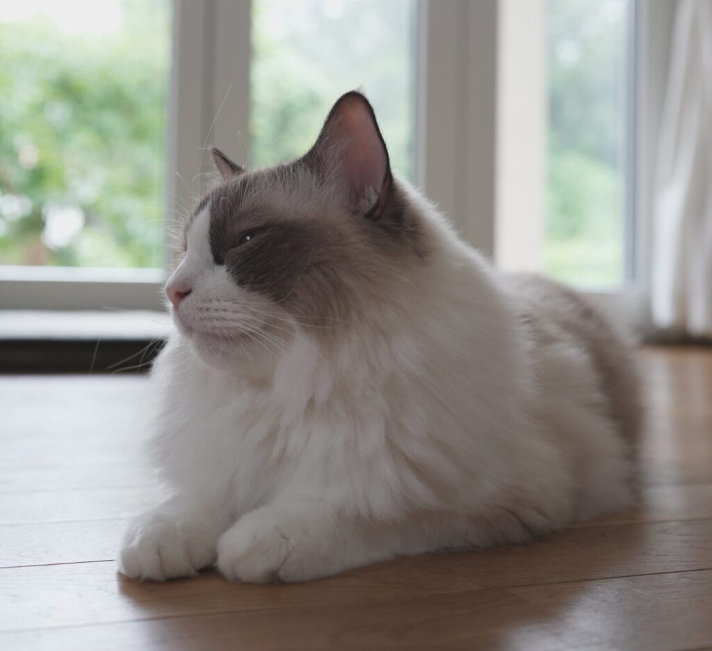 フローリングでくつろぐラグドールの猫まも吉
