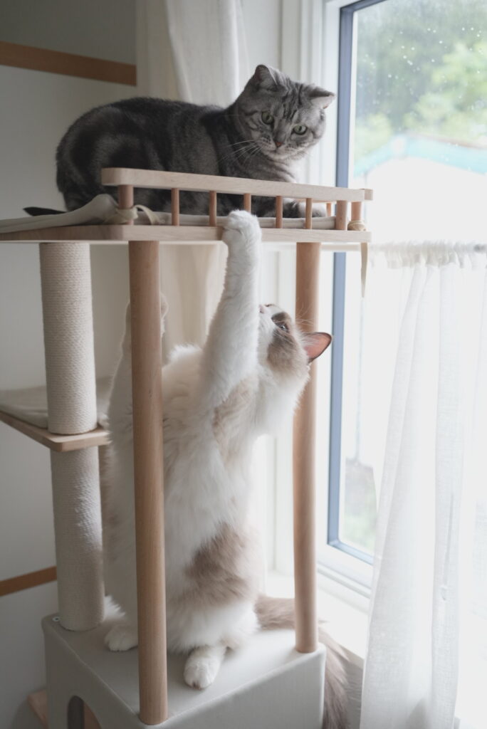 キャットタワーの下からちょっかいを出すまも吉と応戦するぽぽ
