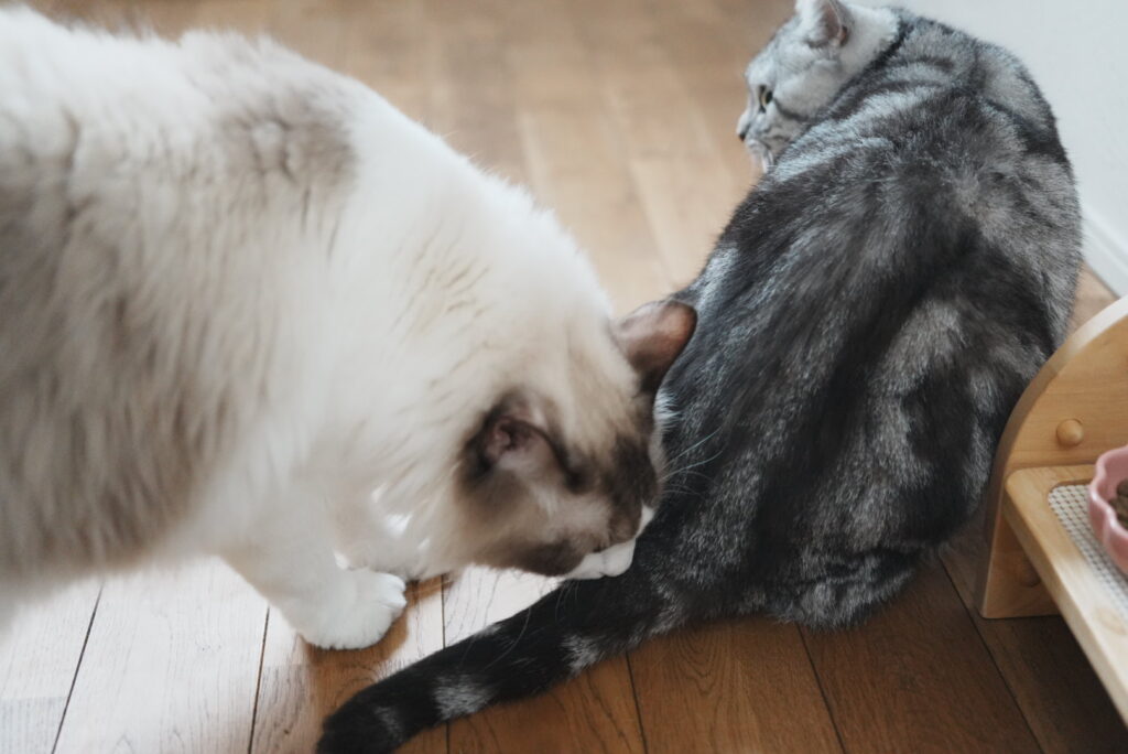 お風呂上がりの猫の匂いを嗅いでチェックするラグドール