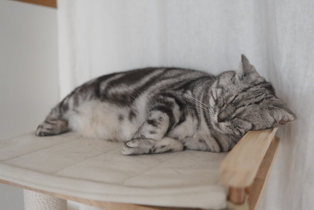 お風呂で疲れてキャットタワーで眠るアメリカンショートヘアー