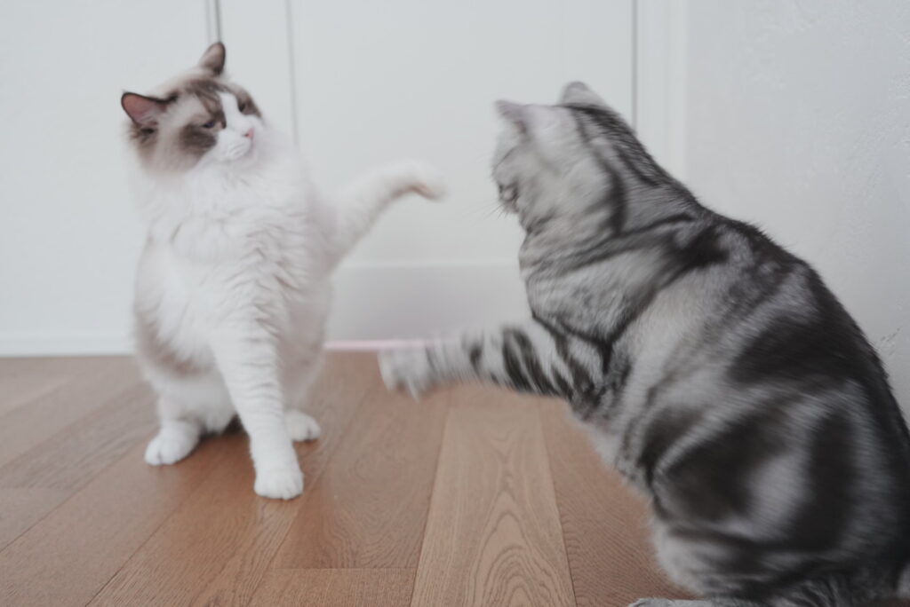 前脚を伸ばして猫パンチをするラグドールとアメリカンショートヘアー