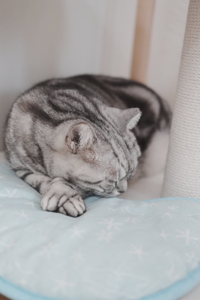 クッションを枕にしてぐっすり眠るアメリカンショートヘアー