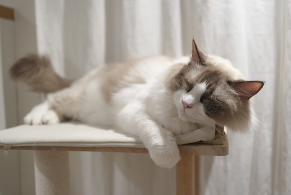 キャットタワーの上でぐっすり眠るラグドール