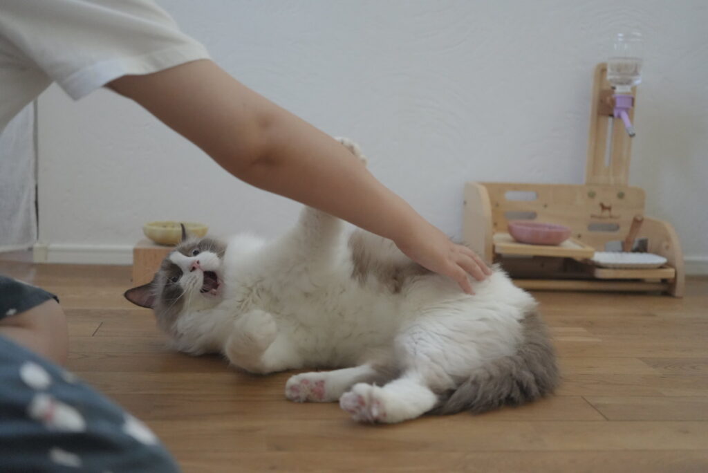 仰向けでお腹を触られて口を開けるラグドール