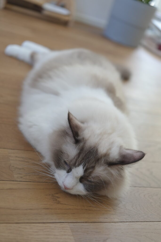 床にぺったんこになって眠るラグドール