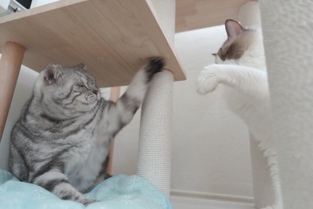 猫パンチするアメリカンショートヘアーとラグドール