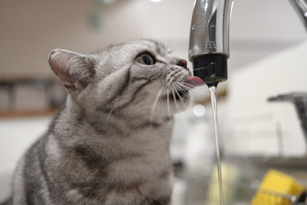 蛇口から水を飲むアメリカンショートヘアー