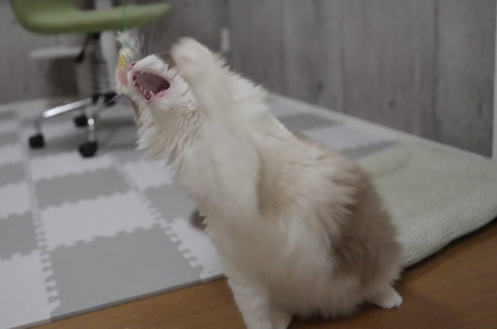 おもちゃで遊ぶラグドール