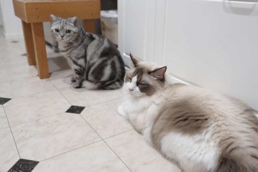 床に座って並ぶアメリカンショートヘアーとラグドール
