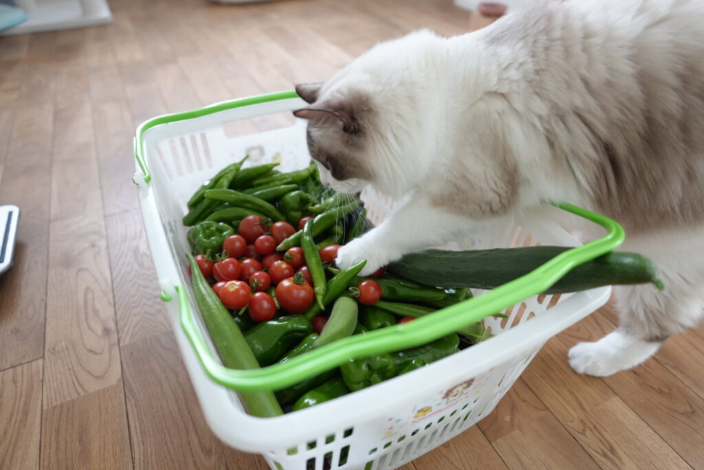 かごの中を物色するラグドール