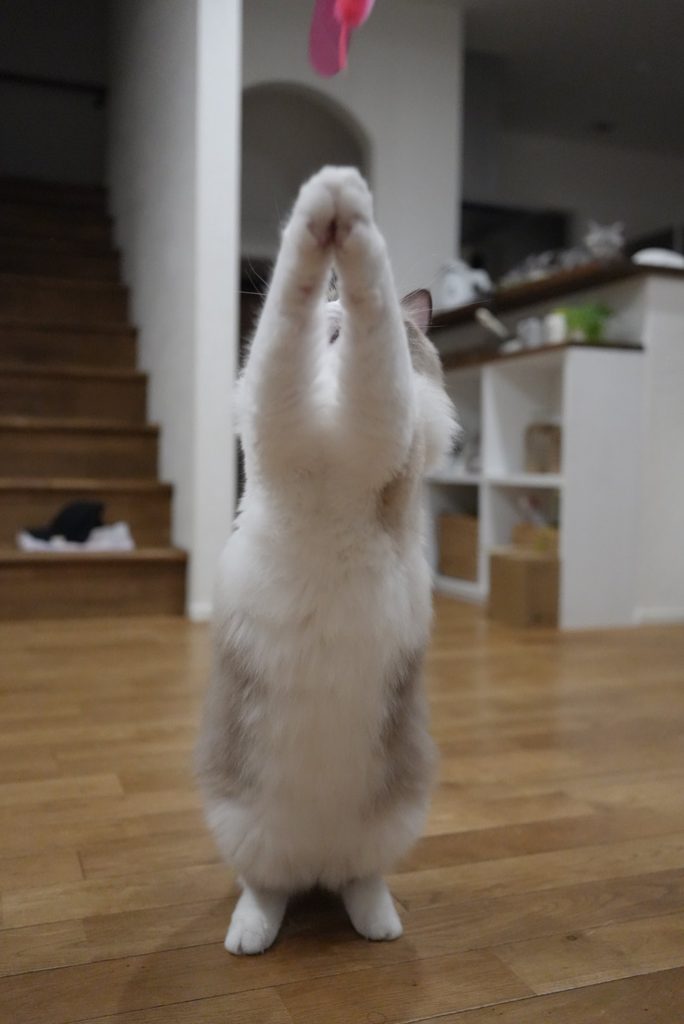 両手を合わせるラグドール