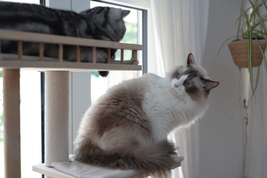 キャットタワーの上で見つめ合うアメリカンショートヘアーとラグドール