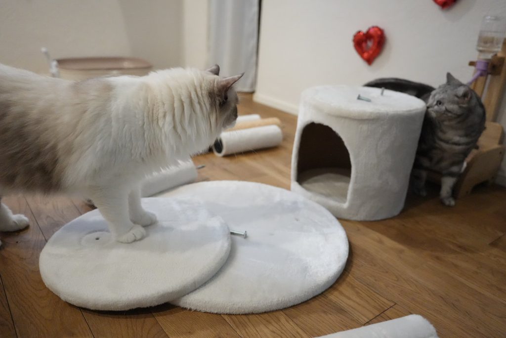 キャットタワーを見つめるアメリカンショートヘアーとラグドール