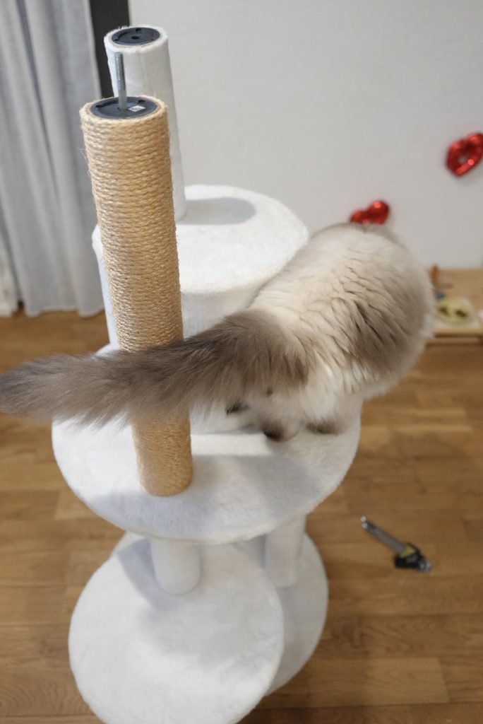 キャットタワーに登るラグドール