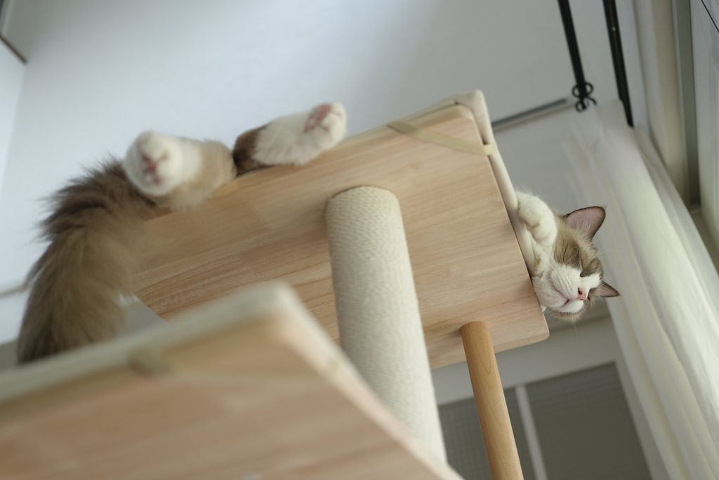キャットタワーで寝るラグドール