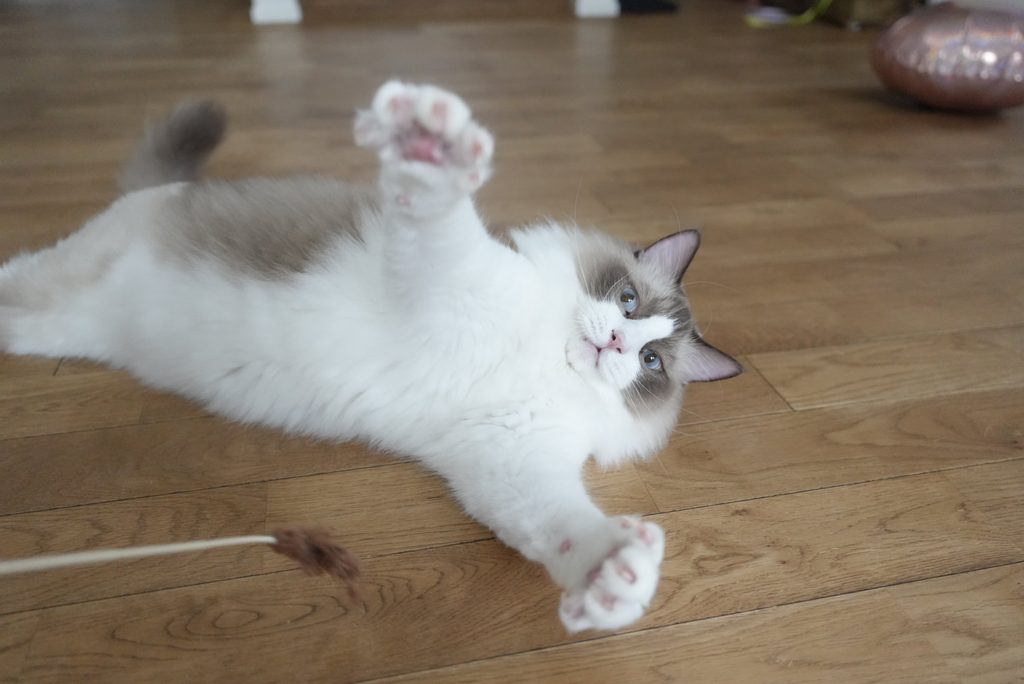 ねこじゃらしで遊ぶラグドール