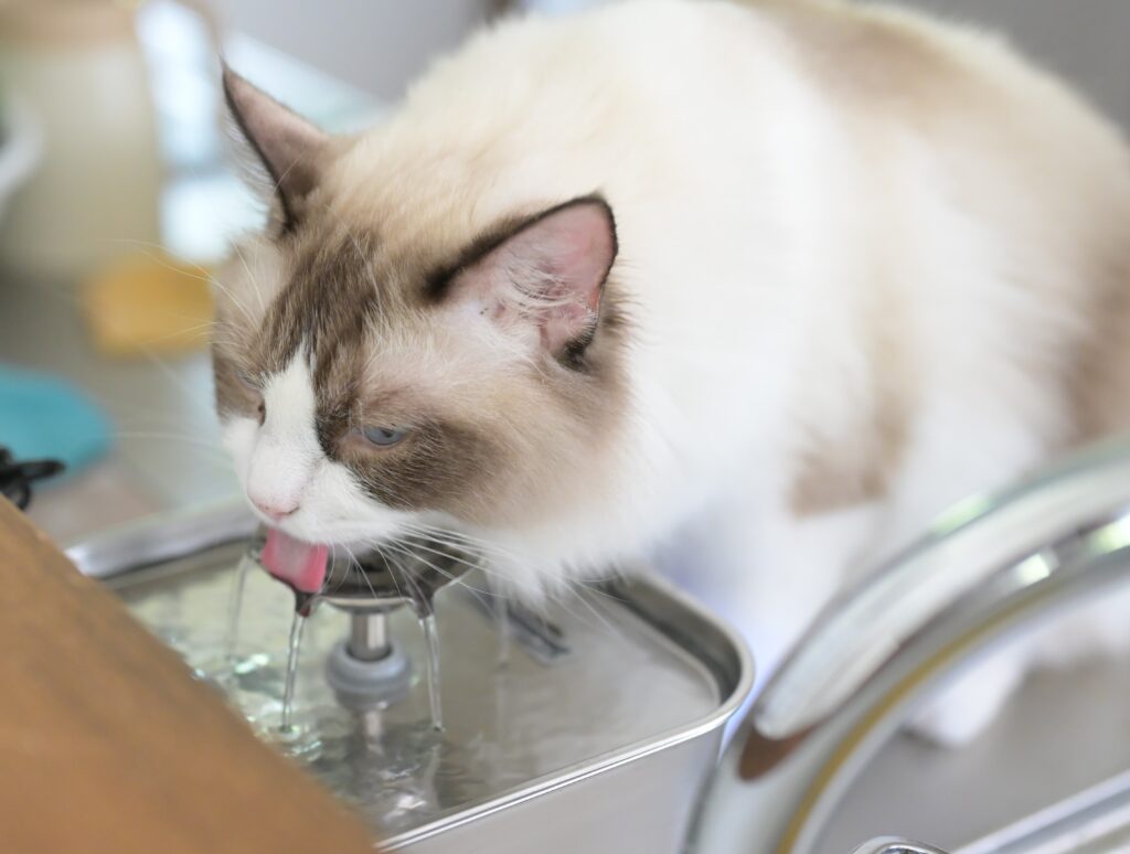 自動給水機から水を飲むラグドール
