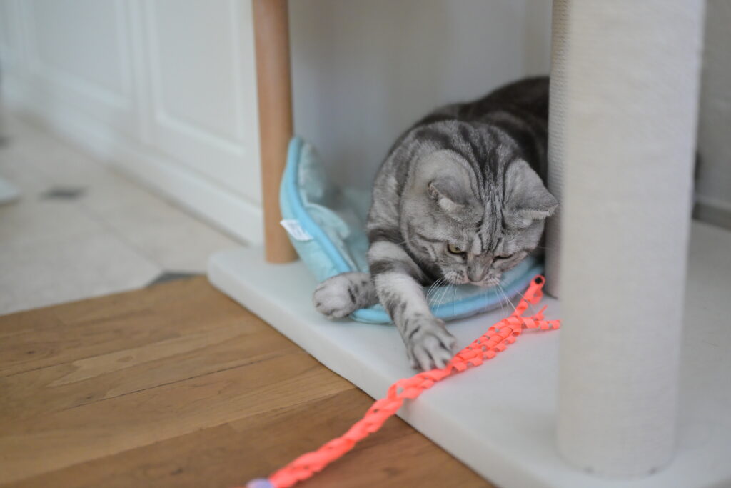 猫じゃらしに手を伸ばすアメリカンショートヘアー