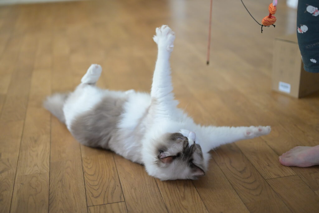 猫じゃらしで遊ぶラグドール