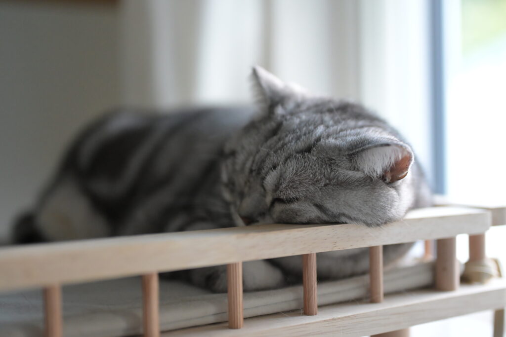 キャットタワーで寝るアメリカンショートヘアー