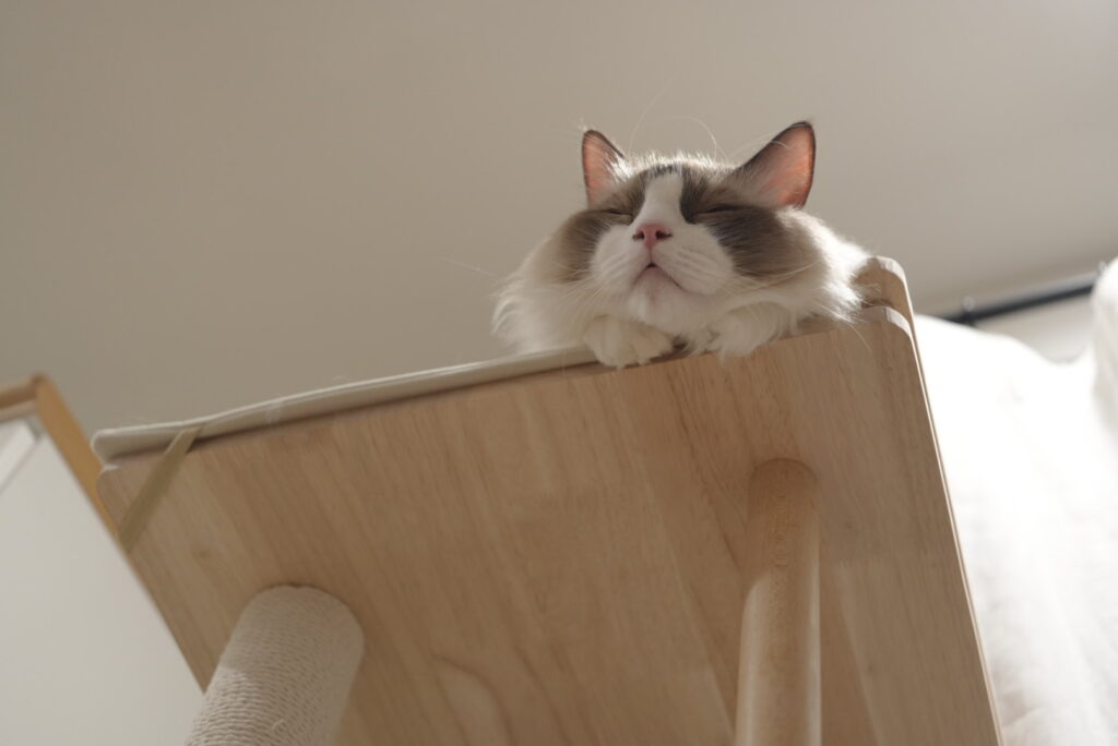 キャットタワーの上でぐっすり眠るラグドール２