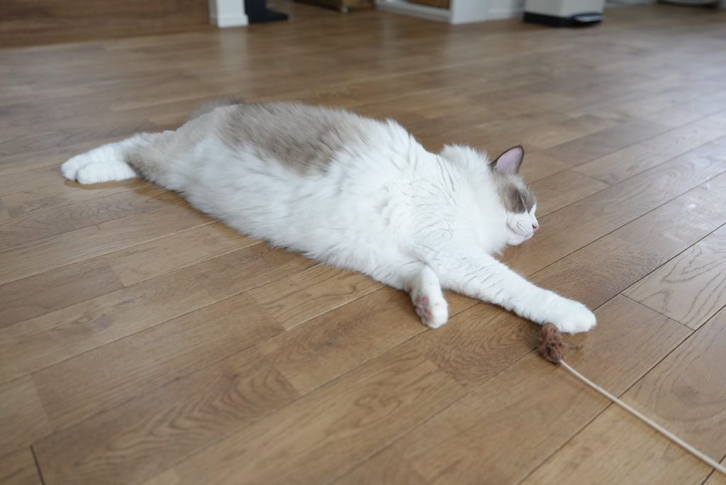 ねこじゃらしで遊ぶラグドール