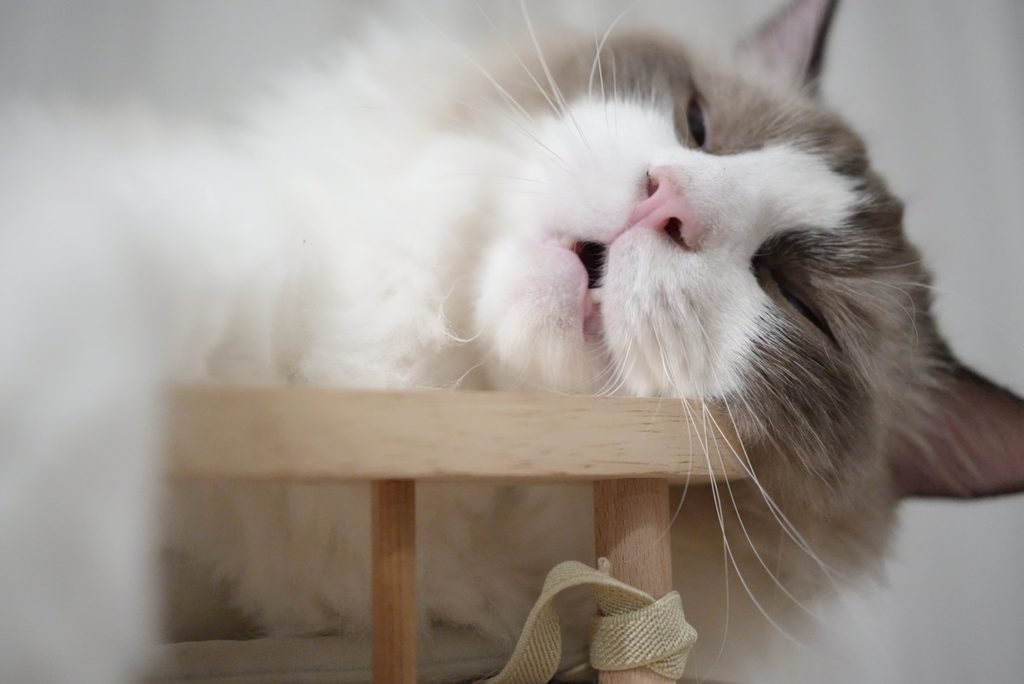 キャットタワーの上で寝るラグドール