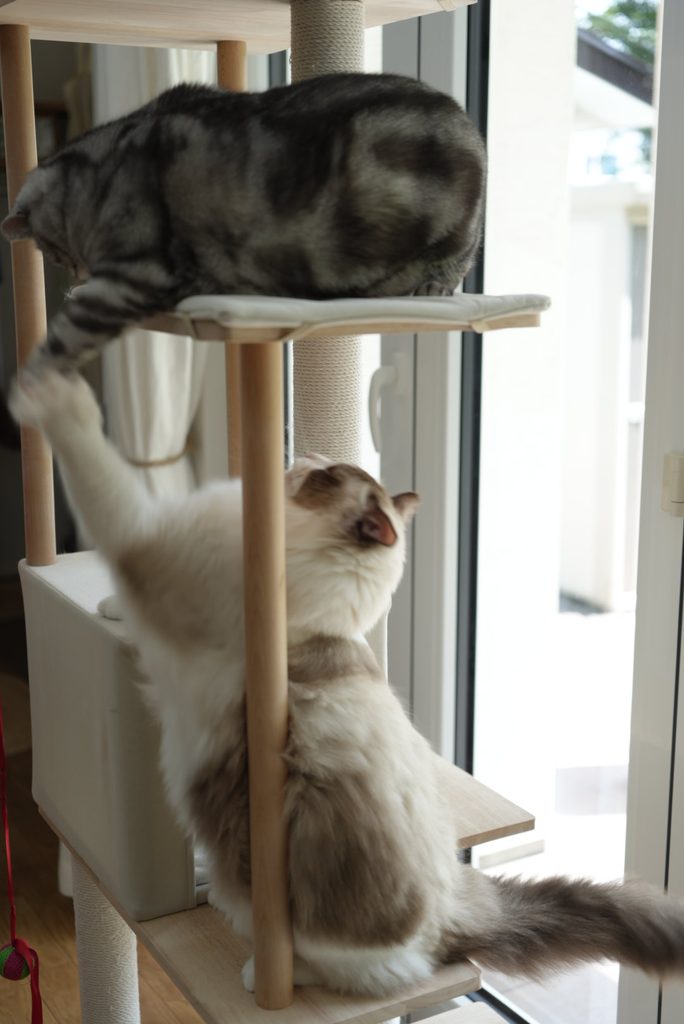 ねこパンチをするアメリカンショートヘアーとラグドール