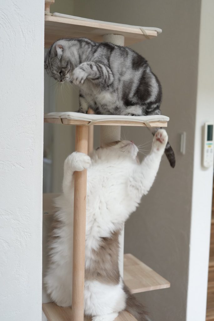 キャットタワーで猫パンチ合戦をするアメリカンショートヘアーとラグドール